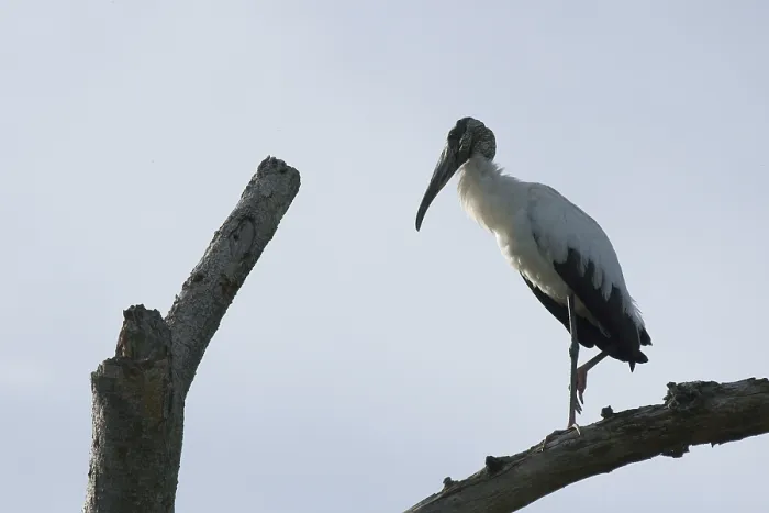 Framed Print : Bird, Jaburu-moleque, Pantanal