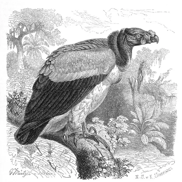 Framed Print : Bird, King Vulture (Sarcoramphus papa) Framed Print : Bird, King Vulture (Sarcoramphus papa)
