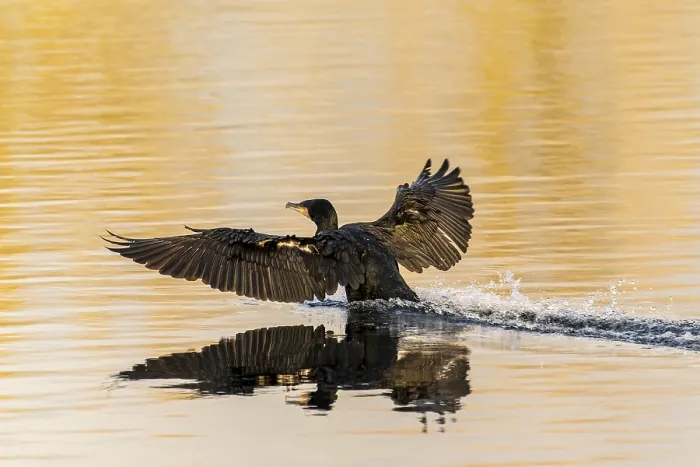Framed Print : Bird landing on the water, wings spread wide with reflective surface Framed Print : Bird landing on the water, wings spread wide with reflective surface