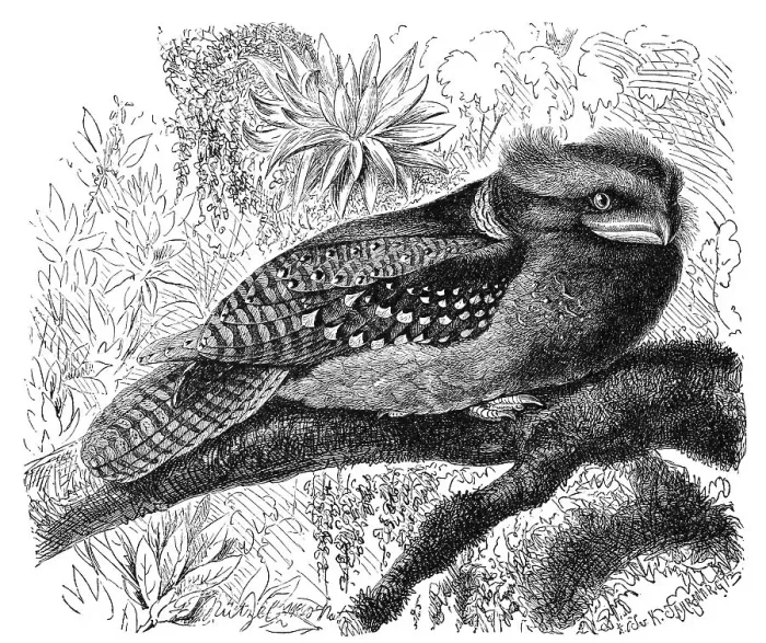 Framed Print : Bird, large frogmouth (Batrachostomus auritus) Framed Print : Bird, large frogmouth (Batrachostomus auritus)