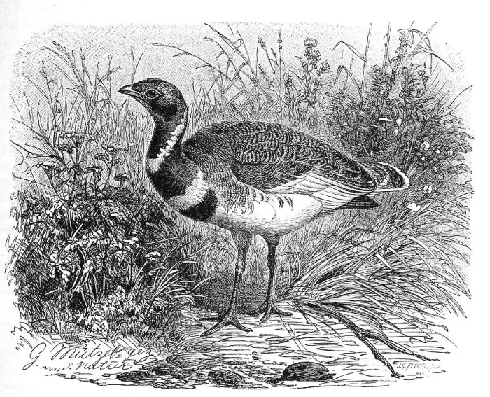 Framed Print : Bird, Little Bustard (Tetrax tetrax)