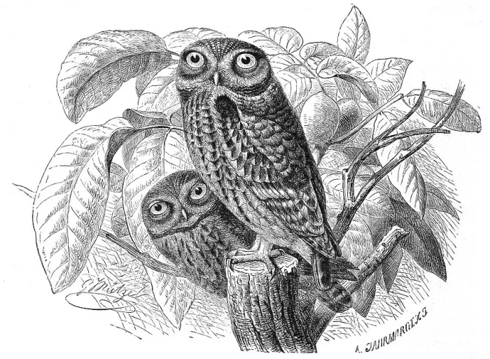 Framed Print : Bird, Little Owl (Athene noctua)