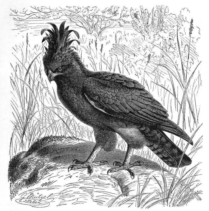 Framed Print : Bird, long-crested eagle (Lophaetus occipitalis)