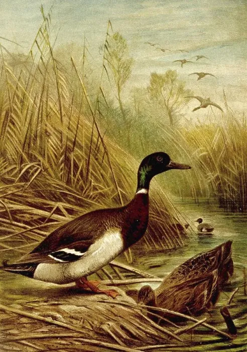 Framed Print : Bird, Mallard platyrhyncho, bird species from the duck (Anas) family Framed Print : Bird, Mallard platyrhyncho, bird species from the duck (Anas) family