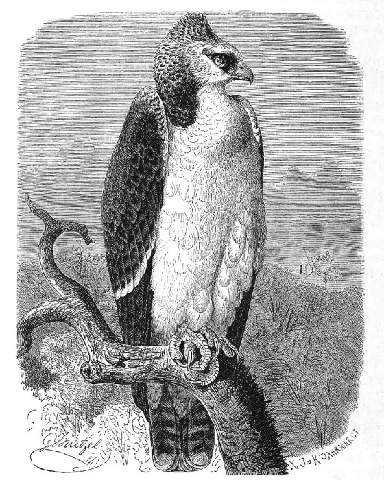 Framed Print : Bird, Martial Eagle (Polemaetus bellicosus) (Aquilinae)