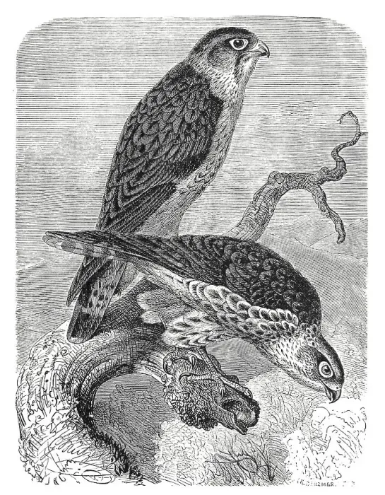 Framed Print : Bird, Merlin (Falco columbarius) Framed Print : Bird, Merlin (Falco columbarius)