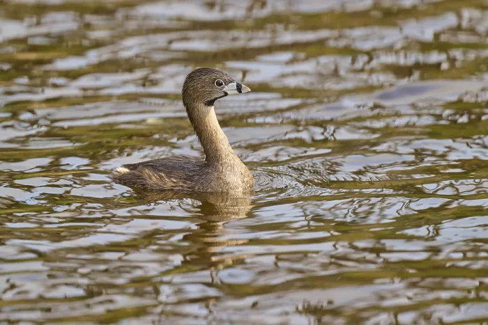 Framed Print : A bird in the middle of the water Framed Print : A bird in the middle of the water