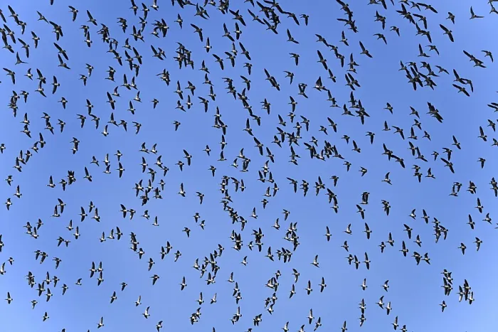 Framed Print : Bird migration: Flying nun geese Framed Print : Bird migration: Flying nun geese