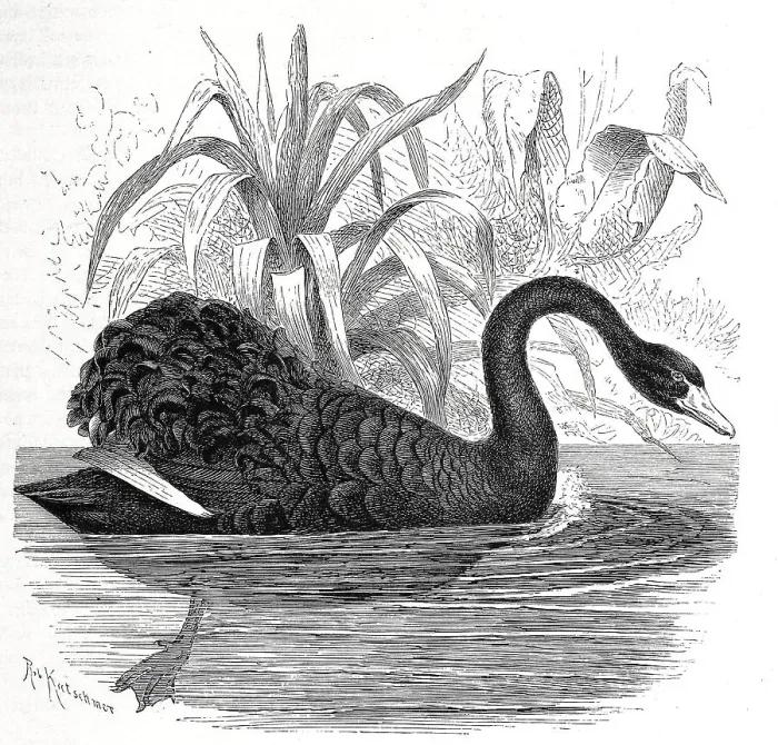 Framed Print : Bird, Mourning Swan or Black Swan (Cygnus atratus) Framed Print : Bird, Mourning Swan or Black Swan (Cygnus atratus)