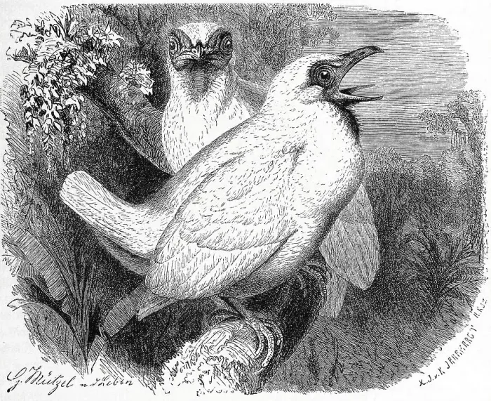 Framed Print : Bird, Naked-throated Bellbird (Procnias nudicollis) is a South American Screaming Bird Framed Print : Bird, Naked-throated Bellbird (Procnias nudicollis) is a South American Screaming Bird