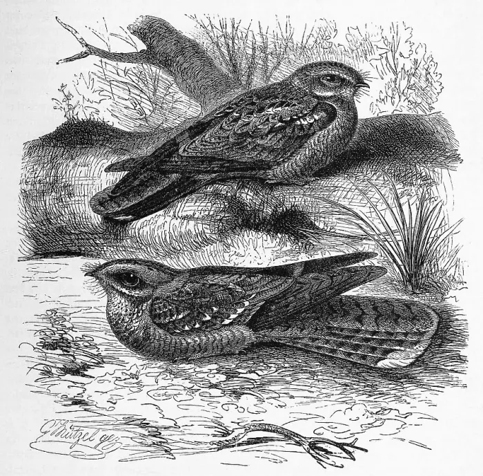 Framed Print : Bird, Nightjar (Caprimulgus centralasicus)