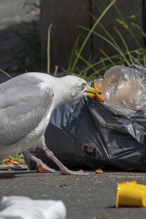 Framed Print : Bird nuisance by herring gull tearing up rubbish bag and feeding on trash Framed Print : Bird nuisance by herring gull tearing up rubbish bag and feeding on trash