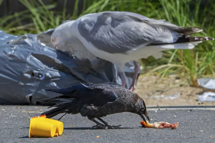 Framed Print : Bird nuisance by jackdaw and herring gull tearing up rubbish bag and feeding on trash