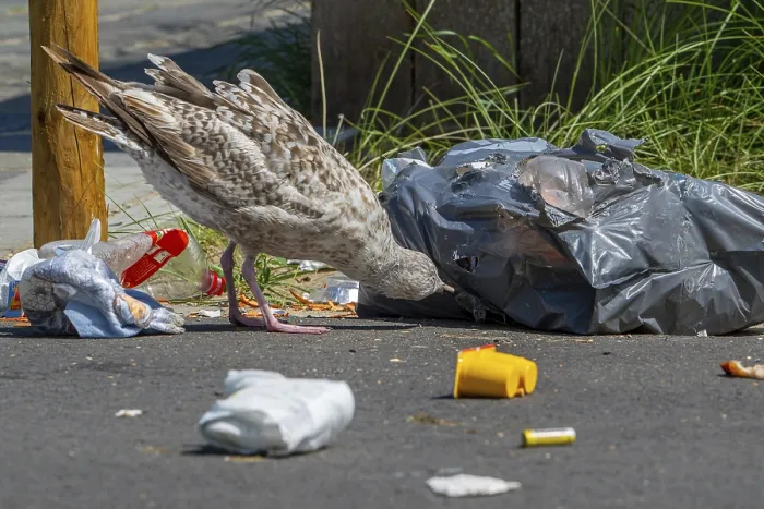Framed Print : Bird nuisance by young seagull tearing up rubbish bag and feeding on trash