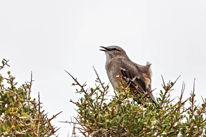 Framed Print : A bird with an open beak sits on a bush