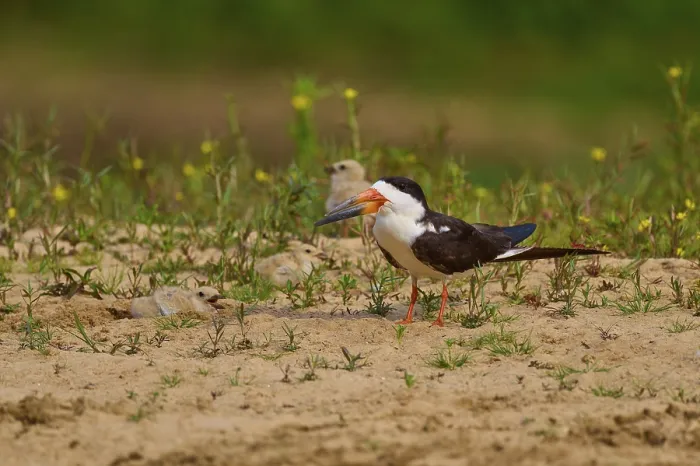 Framed Print : Bird with orange beak on sandy ground