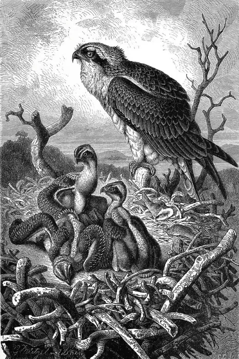 Framed Print : Bird, Osprey, Pandion haliaetus