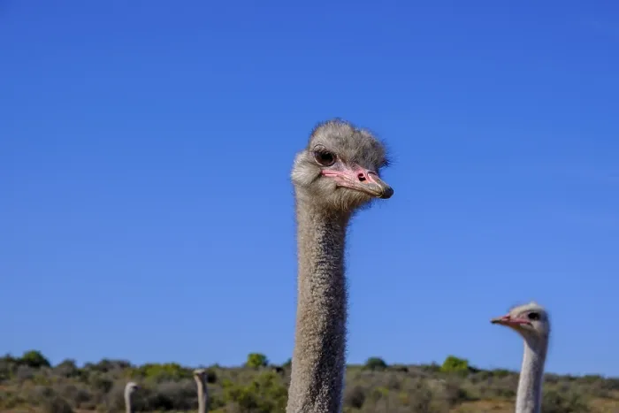 Framed Print : Bird Ostrich, Ostrich Farm, Oudtshoorn Framed Print : Bird Ostrich, Ostrich Farm, Oudtshoorn