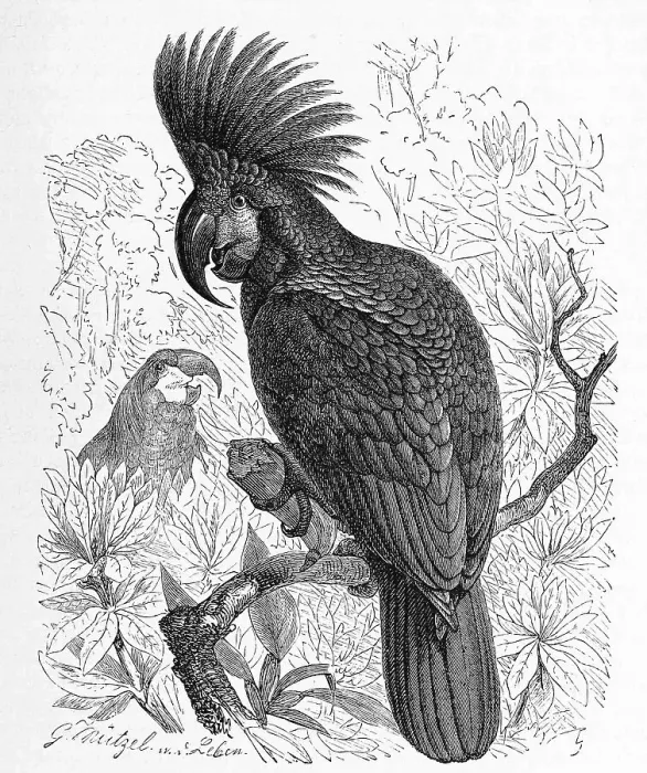 Framed Print : Bird, Palm Cockatoo (Probosciger aterrimus) or Aracacadoo Framed Print : Bird, Palm Cockatoo (Probosciger aterrimus) or Aracacadoo