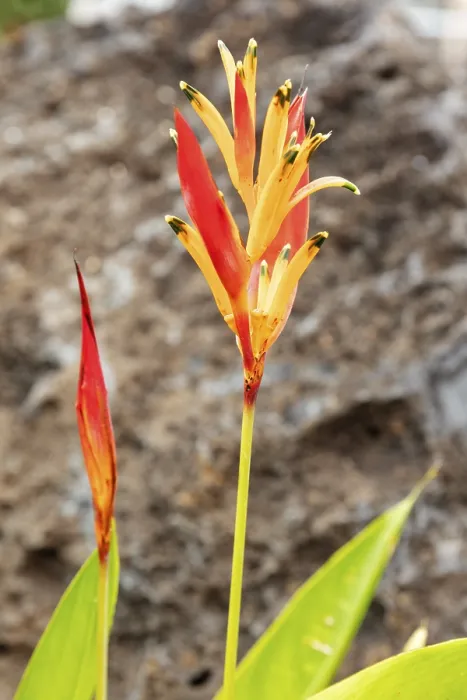 Framed Print : Bird of paradise flowers (Heliconia psittacorum)