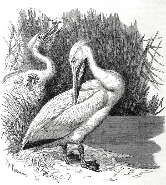 Framed Print : Bird, Pelican, Pelecanus onoerotalus Framed Print : Bird, Pelican, Pelecanus onoerotalus