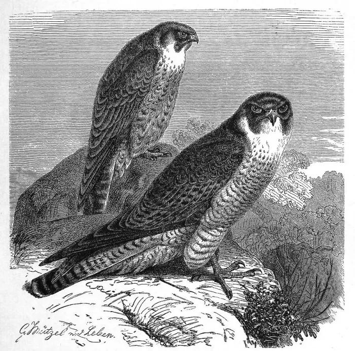 Framed Print : Bird, Peregrine falcon (Falco peregrinus) Framed Print : Bird, Peregrine falcon (Falco peregrinus)