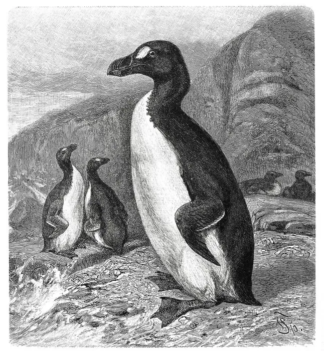 Framed Print : Bird (Pinguinus (Alca impennis) impennis) Giant Auk