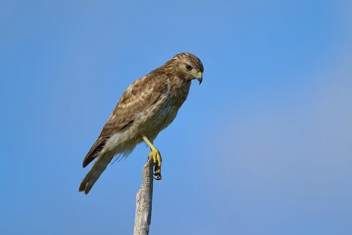 Framed Print : A bird of prey on a branch, concentrated and surrounded by blue sky