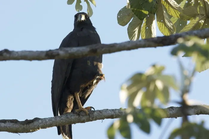 Framed Print : Bird of prey, Hawk-black, Pantanal
