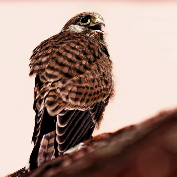Framed Print : A bird of prey in profile, the light emphasises the shape of the feathers