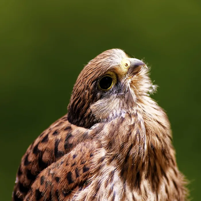 Framed Print : Bird of prey in profile view with soft