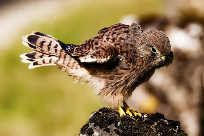 Framed Print : A bird of prey with ruffled feathers on a windy rock Framed Print : A bird of prey with ruffled feathers on a windy rock