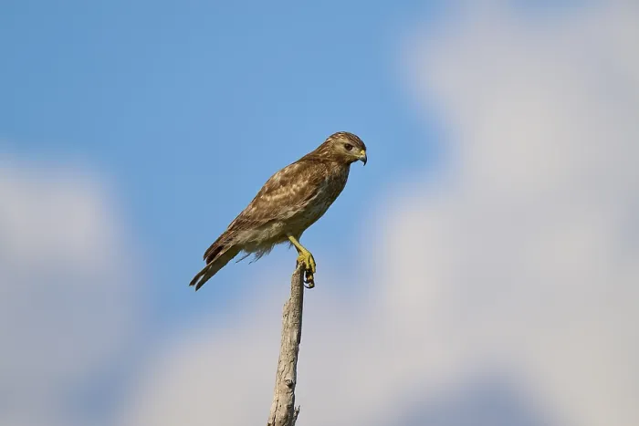 Framed Print : A bird of prey sits attentively on a branch Framed Print : A bird of prey sits attentively on a branch
