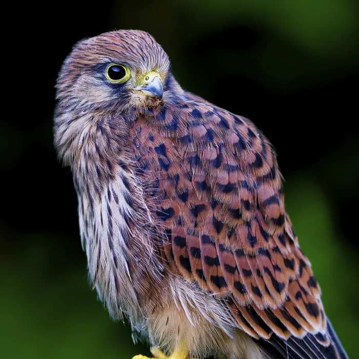Framed Print : A bird of prey stands with patterned plumage in front of a green background Framed Print : A bird of prey stands with patterned plumage in front of a green background