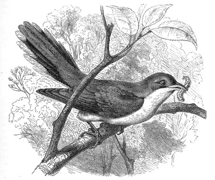 Framed Print : Bird, Rain Cuckoo, Coccygus americanus