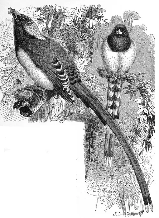 Framed Print : Bird, Red-billed Tailfin, Urocissa erythrothyncha