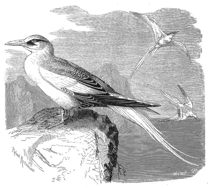 Framed Print : Bird, red-billed tropicbirds (Phaethon)