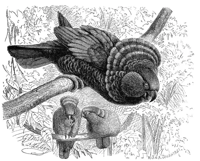 Framed Print : Bird, red-fan parrot (Deroptyus accipitrinus)