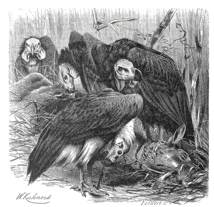 Framed Print : Bird, red-headed vulture (Sarcogyps calvus) or Lappet Vulture