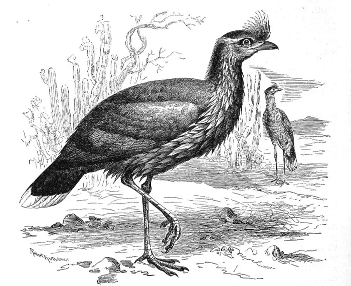 Framed Print : Bird, red leged Seriema, Dicholophus cristatus