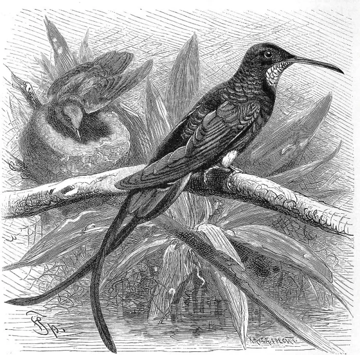 Framed Print : Bird, Red-naped Topaz, Topaza pella or Topaz hummingbird Framed Print : Bird, Red-naped Topaz, Topaza pella or Topaz hummingbird