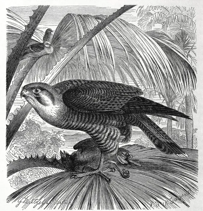 Framed Print : Bird, red-necked falcon (Falco chicquera)