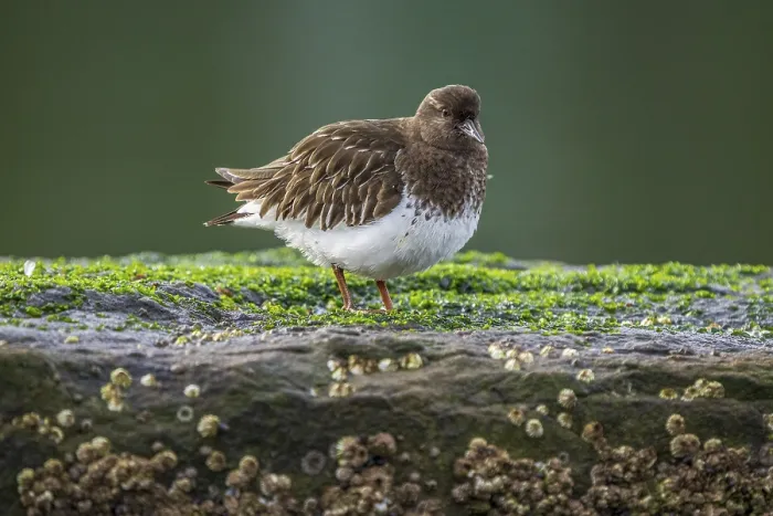 Framed Print : Bird resting on a moss-covered rock