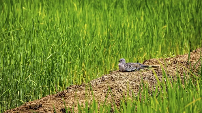 Framed Print : A bird rests on a furrow between green grass fields in a quiet rural setting Framed Print : A bird rests on a furrow between green grass fields in a quiet rural setting