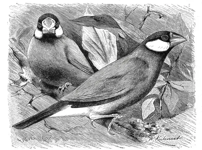 Framed Print : Bird, Rice bird, Spermestes oryzivora