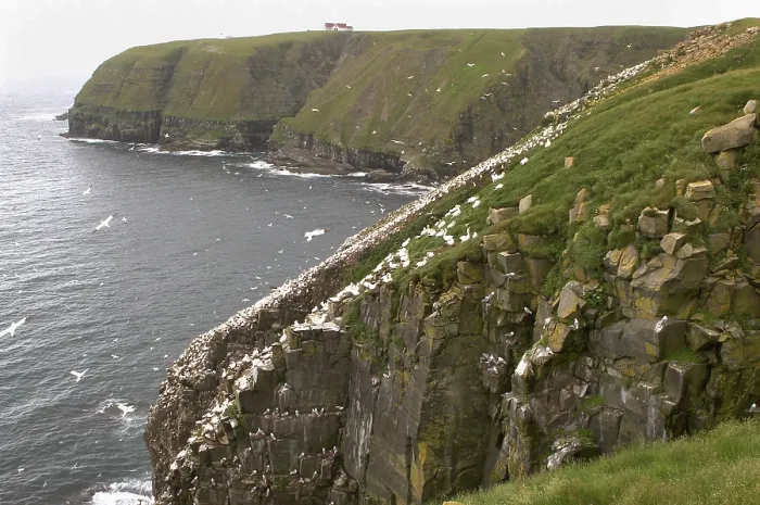 Framed Print : Bird rock at Cape St. Mary's ecological seabird reserve