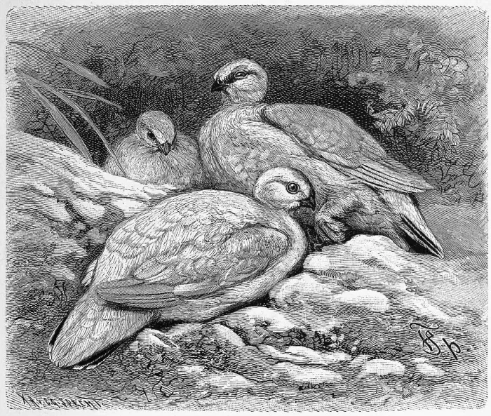 Framed Print : Bird, Rock Ptarmigan (Lagopus muta) Framed Print : Bird, Rock Ptarmigan (Lagopus muta)