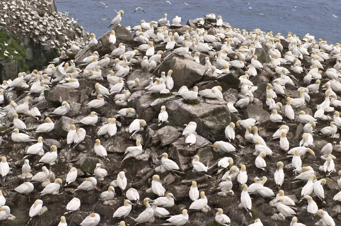 Framed Print : Bird rocks at Cape St. Mary's ecological seabird reserve