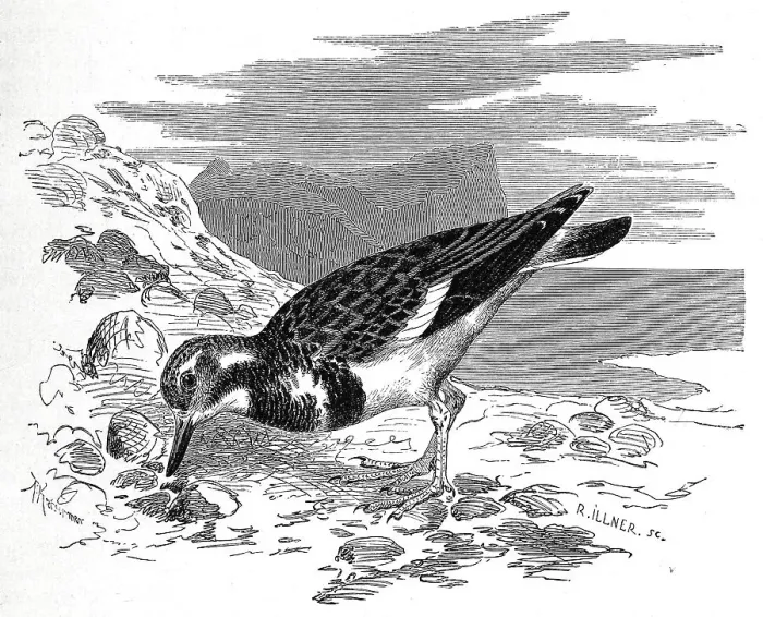 Framed Print : Bird, ruddy turnstone (Arenaria interpres)