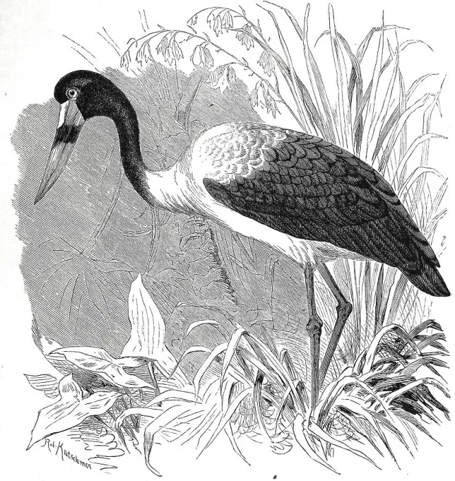 Framed Print : Bird, Saddle-billed stork (Ephippiorhynchus senegalensis) Framed Print : Bird, Saddle-billed stork (Ephippiorhynchus senegalensis)